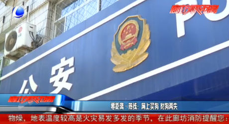 零距离·热线：网上买狗 财狗两失