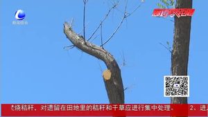 大量国槐疑似落叶枯死  市民惋惜望及时救治
