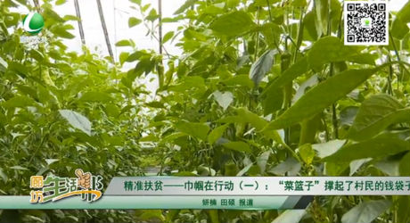 精准扶贫——巾帼在行动（一）：“菜篮子”撑起了村民的钱袋子