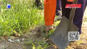 安次区环卫工人及时清理杂草 美化城市环境方便市民出行