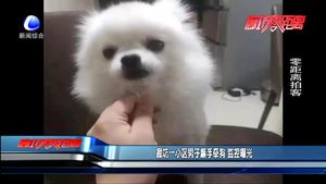 廊坊一小区男子顺手牵狗 监控曝光