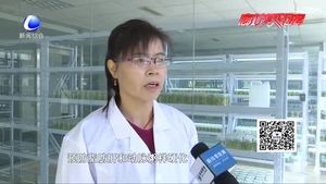 食在好源头——水晶冰菜的营养价值及食用禁忌