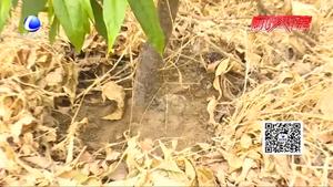 果树幼苗根癌病的防治策略