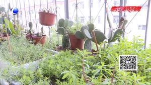 七旬老人的快乐生活 自学玩转嫁接仙人掌