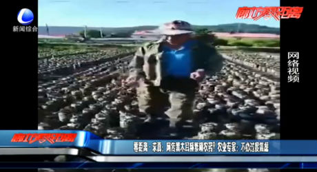零距离·求真：网传黑木耳频繁喷农药？农业专家：不必过度焦虑