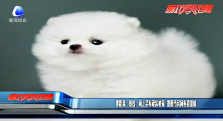 零距离热线：网上卖狗疑似被骗 提醒市民网购要谨慎