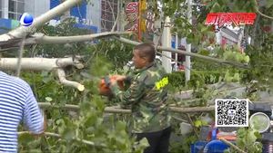 广阳道树木倾倒三车被砸 园林工人紧急清理恢复道路畅通