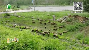 羊群上高速 交警忙驱赶