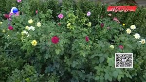 市区80余家沿街单位将增植月季4万株 打造色彩帮缤纷月季花海