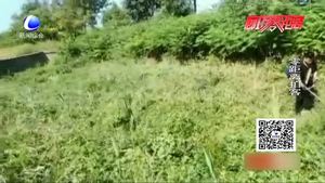 村干部带头清理杂草 百姓想给点个赞