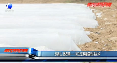 农博士 话农事——花生双模覆盖栽培技术