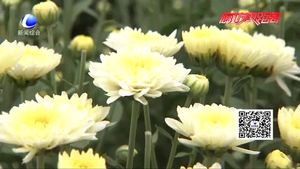 金菊飘香 香河县丰收忙