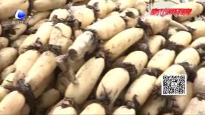 金秋时节藕田飘香 香河县万亩藕塘采藕忙