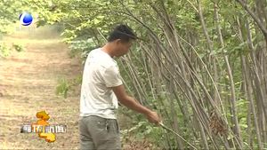 安次区：特色产业助力乡村振兴