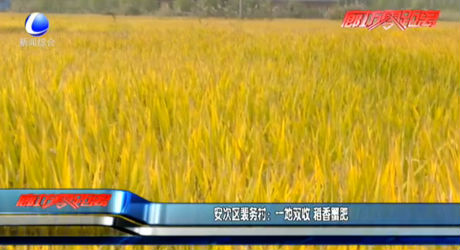 安次区裴务村：一地双收 稻香蟹肥