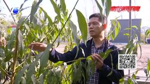 科技成果示范基地：日光温室黄油桃及早熟栽培技术