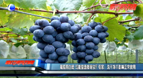 葡萄有白斑 可能里面都是虫？专家：洗干净不影响正常食用
