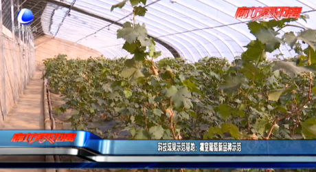 科技成果示范基地：棚室葡萄新品种示范