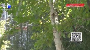 男子买车频现故障 行车路上隐患重重