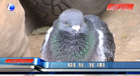 零距离·热线：“迷路”的赛鸽