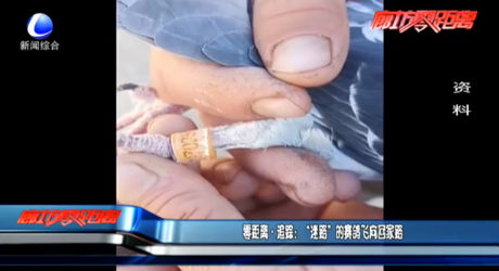 零距离追踪：“迷路”的赛鸽飞向回家路