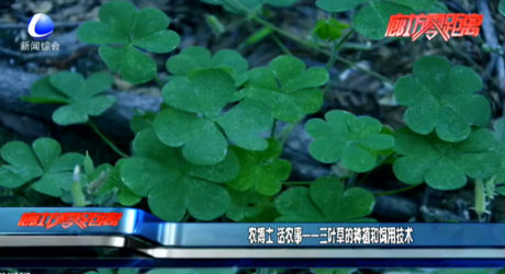 农博士 话农事——三叶草的种植和饲用技术
