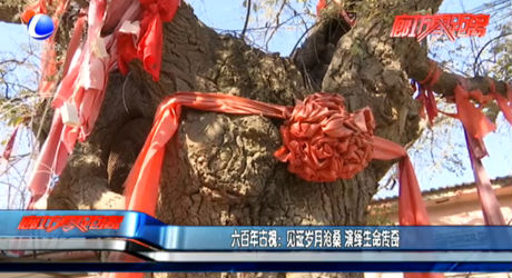 六百年古槐：见证岁月沧桑 演绎生命传奇
