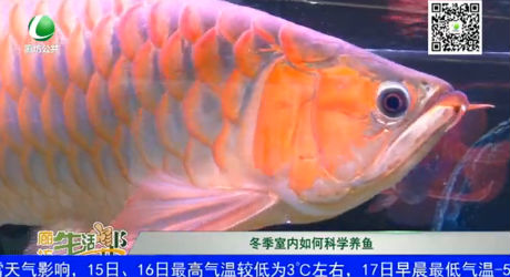 冬季室内如何科学养鱼