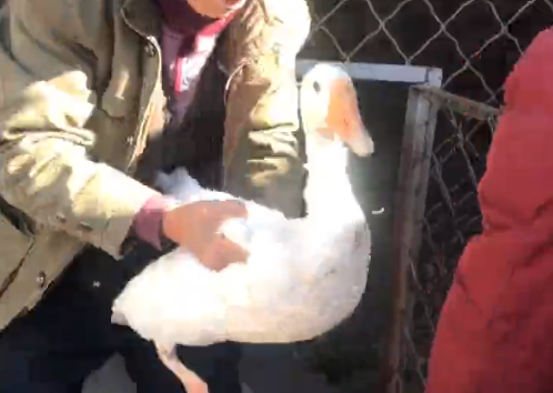 码头镇一村民救起天鹅？专家鉴定：天降大鹅