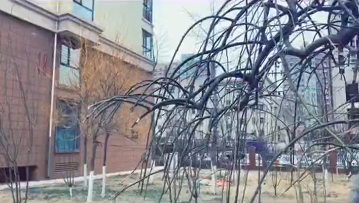 期待一场属于冬天的瑞雪