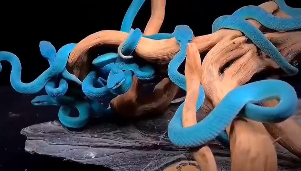 台湾蓝竹叶青蛇