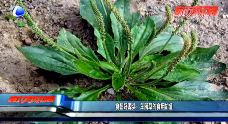 食在好源头：车前草的食用价值