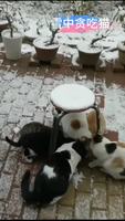 雪中贪吃猫