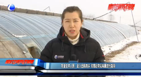 农业技术人员：走入田间地头 对雪后常见问题进行指导