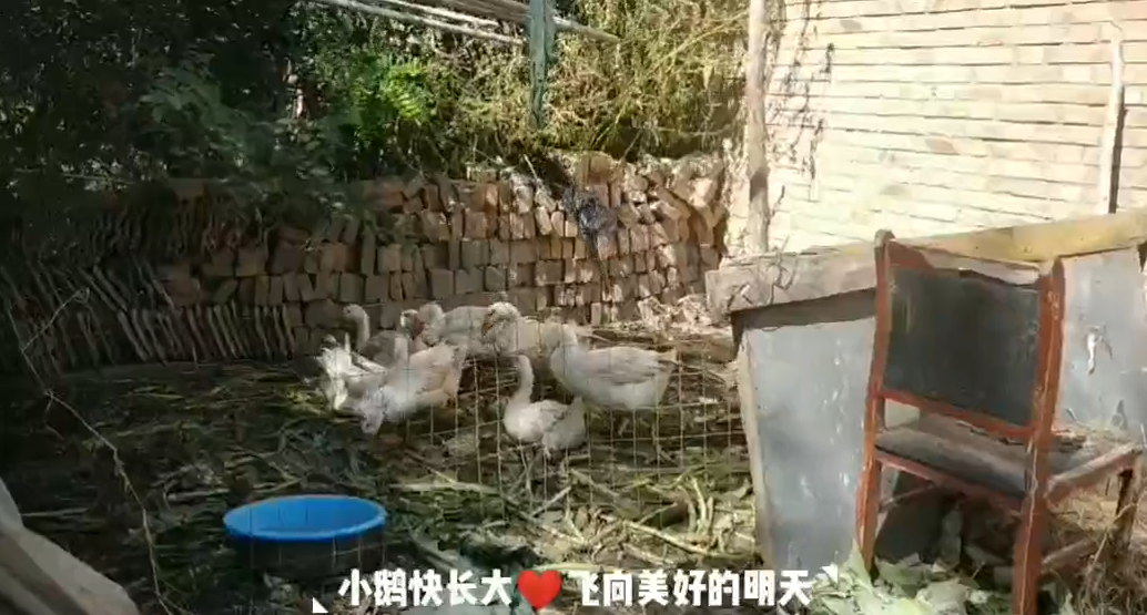 不忘初心牢记使命——打赢脱贫攻坚战王树华家