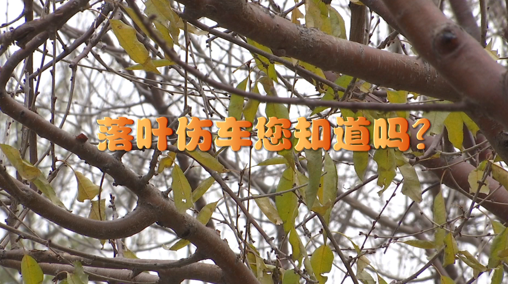落叶伤车您知道吗？