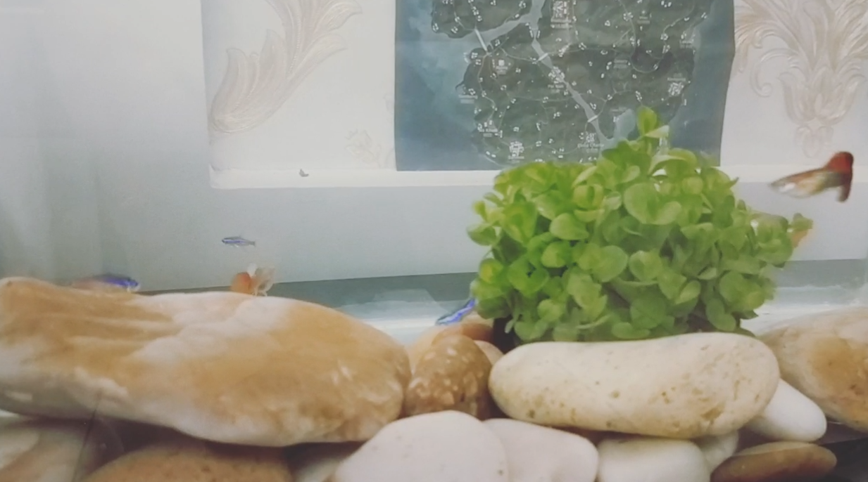 想起一首歌：就像鱼儿一样