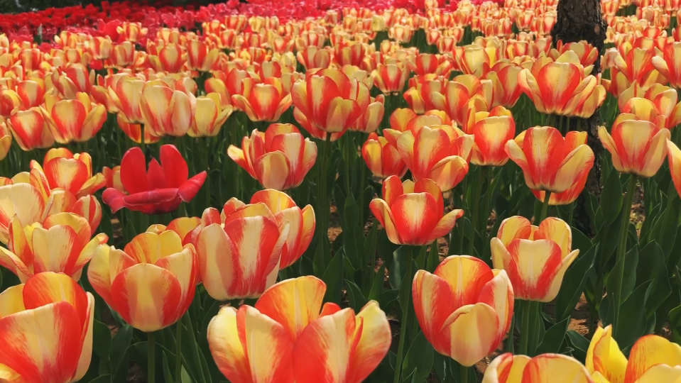 美丽廊坊：郁金香花海（二）