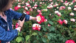 美丽廊坊：月季花海（一）