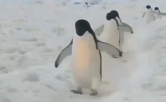 雪天正确走路姿势