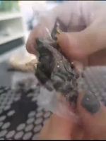 远方而来的特产