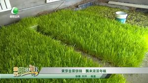 黄芽韭菜俏销 飘来浓浓年味