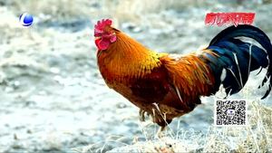 【我们的节日·春节】腊月二十七 宰鸡赶大集