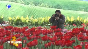 我市各地繁花盛景年味浓