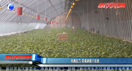 电商发力 草莓销路不发愁