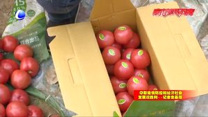 永清：绿色鲜菜日供北京达600吨