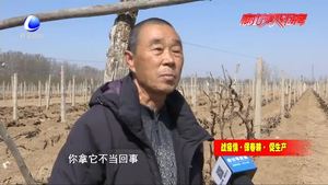 永清县大范庄村 葡萄园里果农忙