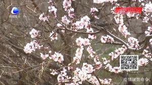 春暖花开 观花赏景感悟美好生活