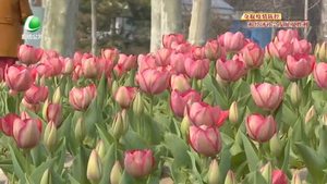 文化艺术中心的郁金香如期开放 处处充满春天的味道
