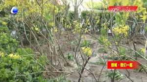 光明西道西小街社区志愿者为“创城”添绿增彩